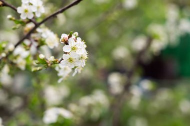 Beyaz kiraz çiçek açan ağaçlar