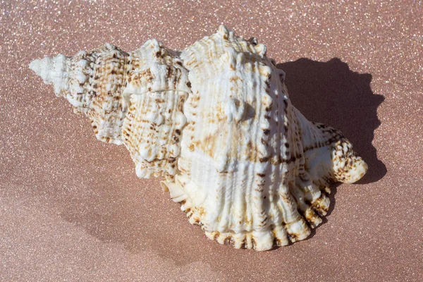 Macro gigante de concha marina — Foto de Stock