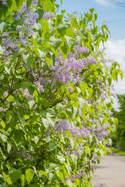 Flores de primavera lila — Foto de Stock