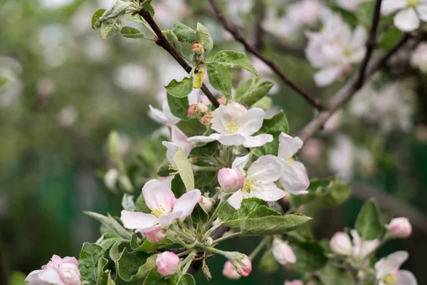 春のりんごの咲く木 — ストック写真