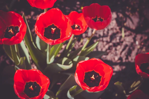 Весеннее красное ретро тюльпанов — стоковое фото