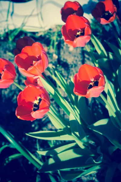 Retro makro czerwony tulipan wiosna — Zdjęcie stockowe
