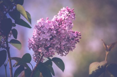 Leylak bahar çiçekleri Retro