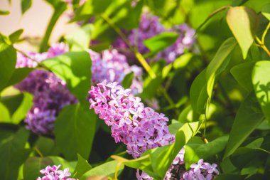 Eflatun bahar çiçekleri
