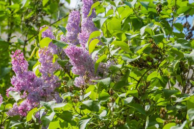 Eflatun bahar çiçekleri