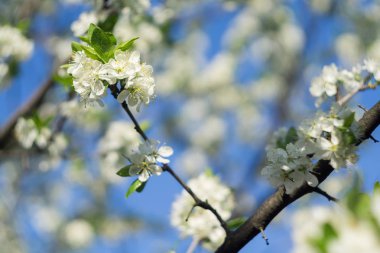 Beyaz bahar çiçek açan ağaçlar