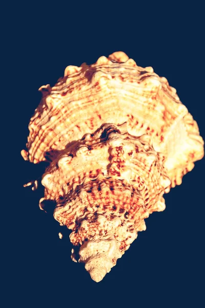 Macro gigante de concha marina filtrado — Foto de Stock