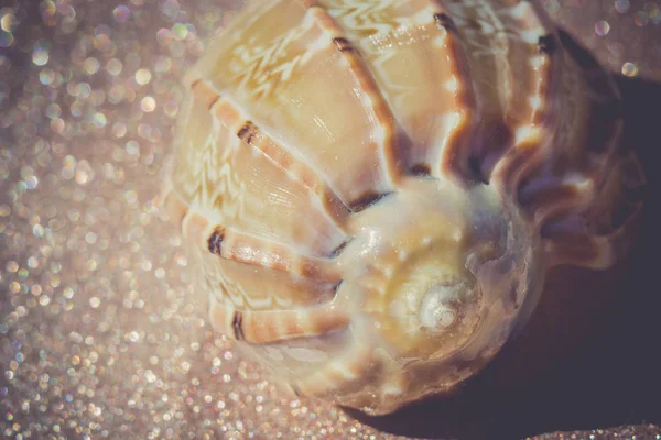 Sea Shell Macro Retro — Stock Photo, Image