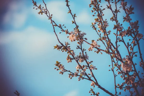 白い春の花咲く木レトロ — ストック写真