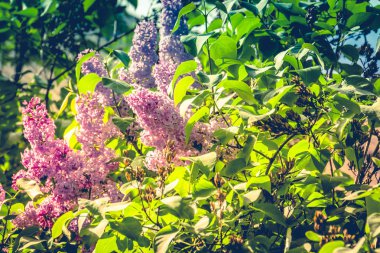 Leylak bahar çiçekleri Retro