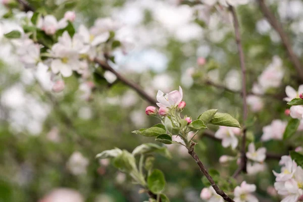 Kevät omena kukkivat puut — kuvapankkivalokuva