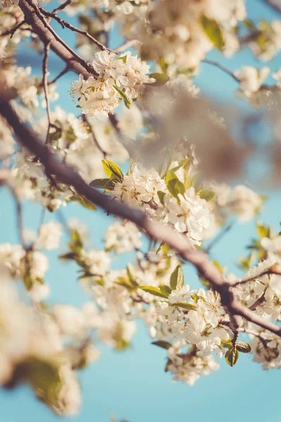 白い春の花咲く木レトロ — ストック写真