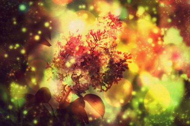 Bokeh ile Lila çiçek
