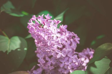 Leylak bahar çiçekleri Retro