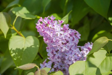 Eflatun bahar çiçekleri