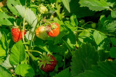 taze kırmızı çilek