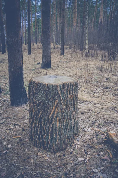 Stora trädet Stump Retro — Stockfoto