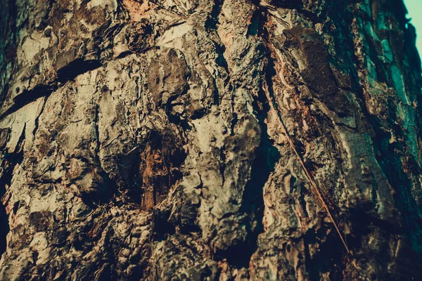 Ağaç kabuğu makro Retro — Stok fotoğraf