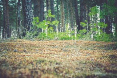 Çam ormanı sabah Retro