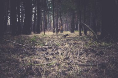 Çam ormanı sabah Retro