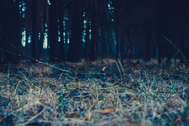 Çam ormanı sabah Retro