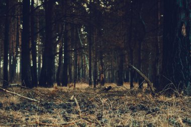 Çam ormanı sabah Retro