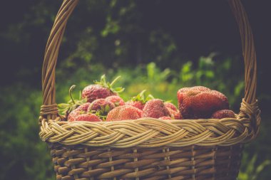 Çilek sepeti çim Retro üzerinde