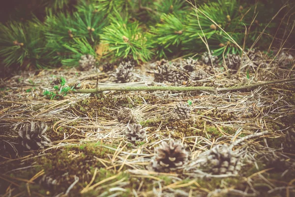 Floresta de Pinheiro Manhã Retro — Fotografia de Stock