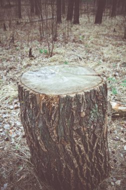 Büyük ağaç güdük Retro