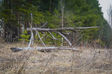 Kırık ağaç dalları