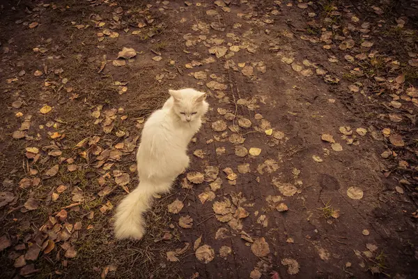 Fluffy White Cat Retro — Stock Photo, Image