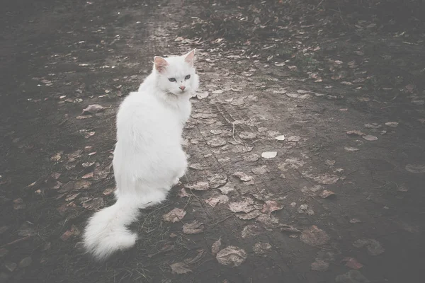 Fluffy White Cat Retro — Stock Photo, Image