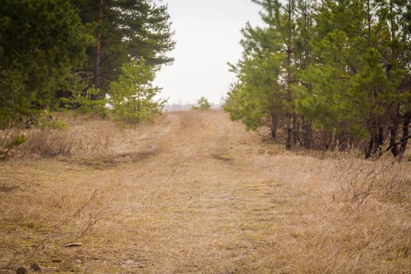 Morning Pine Forest — Stock Photo, Image