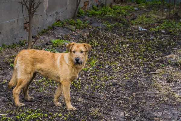 Retrato de cão amarelo — Fotografia de Stock