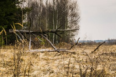 Kırık ağaç dalları