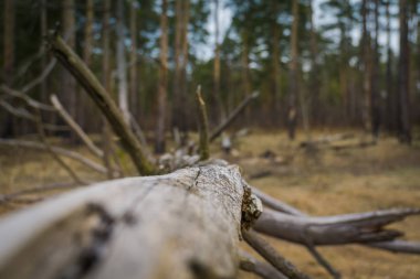 Kırık ağaç dalları