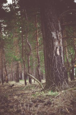 Çam ormanı sabah Retro