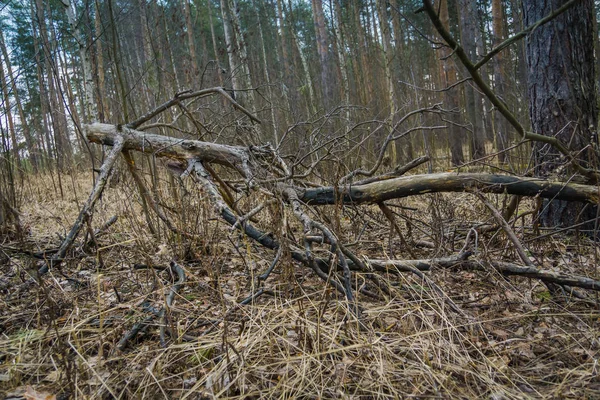 부러진된 나뭇가지 — 스톡 사진