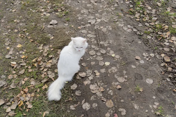 Kabarık beyaz kedi — Stok fotoğraf