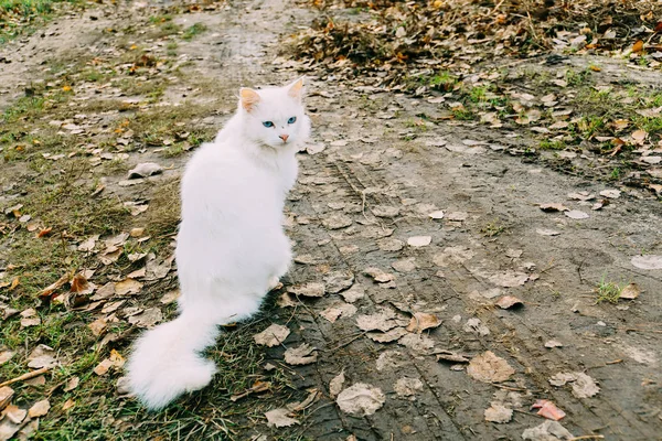 Flauschige weiße Katze — Stockfoto