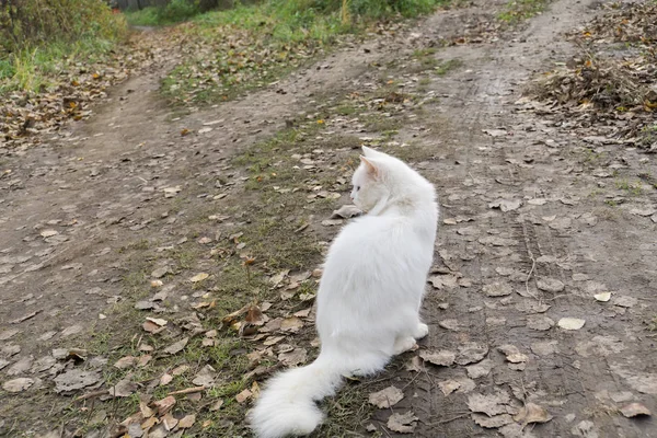 ふわふわ白猫 — ストック写真