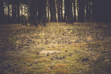 Çam ormanı sabah Retro