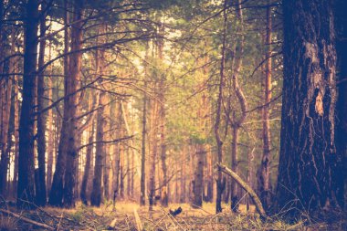 Çam ormanı sabah Retro