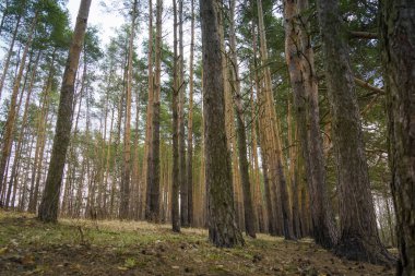 Çam ormanı bahar sabahı