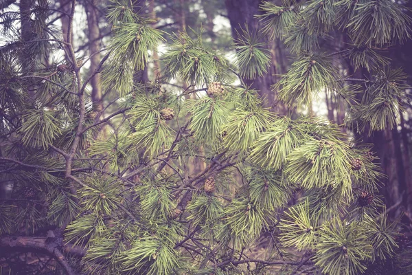Bosque de pino mañana retro — Foto de Stock