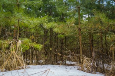 Küçük çam ağaçları
