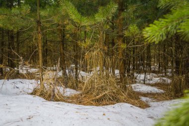 Küçük çam ağaçları