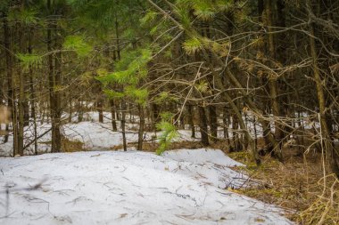 Küçük çam ağaçları