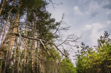 Küçük çam ağaçları