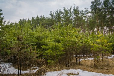 Küçük çam ağaçları